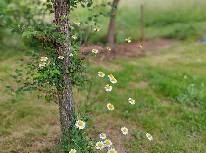 Pensjonat D' Hotes Des Glands '