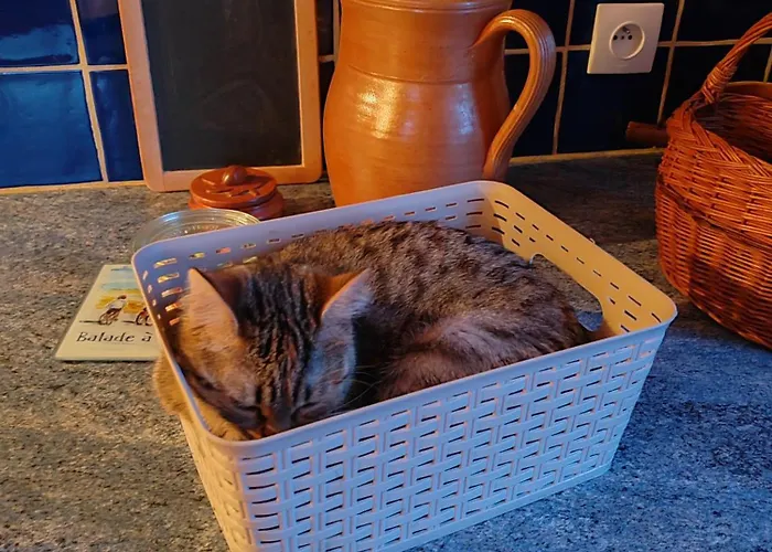 D' Hotes Des Glands ' Saint-Martin-de-Gurçon