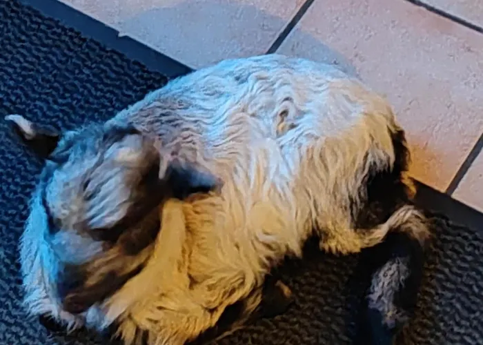 D' Hotes Des Glands ' 3* Saint-Martin-de-Gurçon